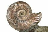 Iridescent, Pyritized Ammonite (Quenstedticeras) Fossil Display #344283-1